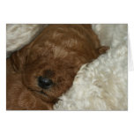 Newborn Series-04 cards