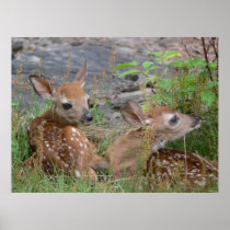 Newborn Twin Bambis Poster
