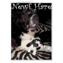 Newf Hare cards
