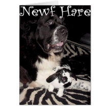 Newf Hare Cards
