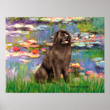 Newfie (brown) - Lilies 2 Poster
