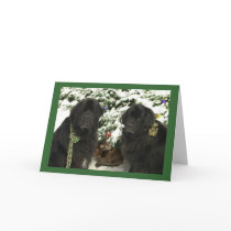 Newfie Christmas Cards