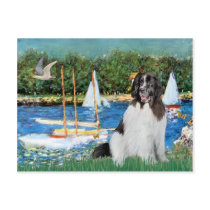 Newfie Landseer 3 - Sailboats Postcards