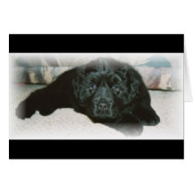 Newfie love greeting card