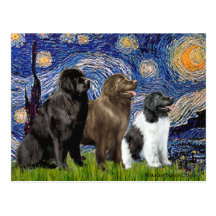 Newfie Trio - Starry Night Postcard