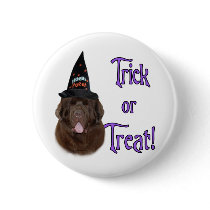 Newfoundland (brown) Trick