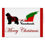 Newfoundland Christmas Card