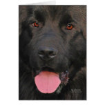 Newfoundland Dog