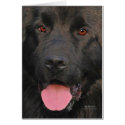 Newfoundland Dog cards