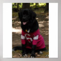 Newfoundland Dog Poster posters