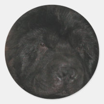Newfoundland Dog Sticker