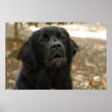 Newfoundland Dog Talking posters