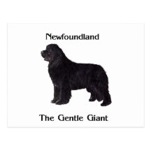 Newfoundland Dog The Gentle Giant Post Cards