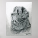 Newfoundland Portrait Poster