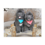 Newfoundland Puppies Love The Beach postcards