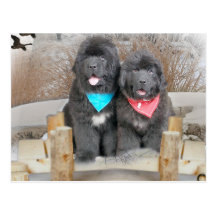 Newfoundland Puppies Love The Beach Postcard