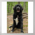 Newfoundland Puppy Poster posters
