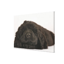 Newfoundland Puppy sleeping (Canis familiaris). Gallery Wrapped Canvas