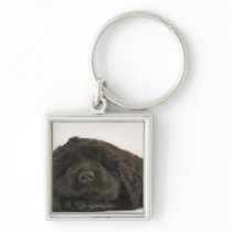 Newfoundland Puppy sleeping (Canis familiaris). Keychains