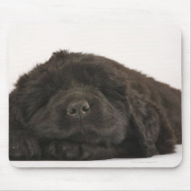 Newfoundland Puppy sleeping (Canis familiaris). Mousemat