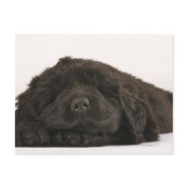 Newfoundland Puppy sleeping (Canis familiaris). Post Cards