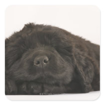 Newfoundland Puppy sleeping (Canis familiaris). Sticker
