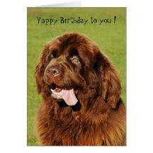 Newfoundland Yappy Birthday Card