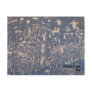 Newspaper Rock postcard