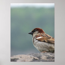 Niagara Falls Sparrow Poster