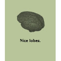 Nice lobes. t-shirts