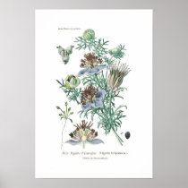 Nigella hispanica posters