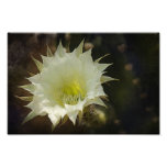 Night Bloom Photo Art