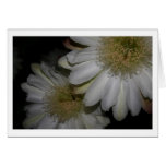 Night Blooming Queen of the Night Cactus Greeting Card
