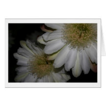 Night Blooming Queen of the Night Cactus Greeting Card