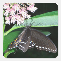 Night Butterfly Sticker