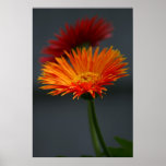 Night Flowers Poster
