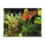 Night Garden postcards