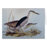Night Herons cards