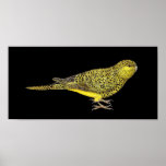 Night Parrot - Pezoporus occiddentalis Posters
