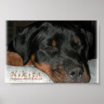 Nikita the Rottweiler asleep posters