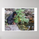 Nikita the Rottweiler pond gazing posters