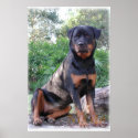Nikita the Rottweiler sitting on rock posters