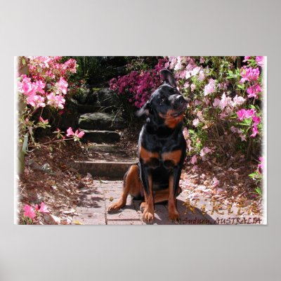 Nikita the Rottweiler with flowers Posters by swilliamson