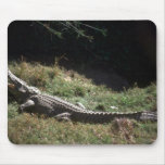 Nile Crocodile - Basking Mousepads