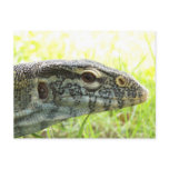 Nile Monitor postcards