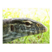 Nile Monitor Postcard