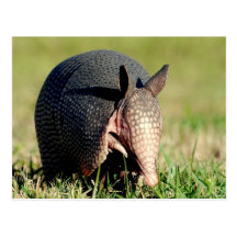 Nine-Banded Armadillo Postcard