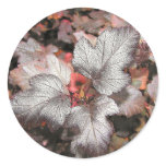 Nine Bark stickers