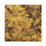 Ninebark magnets