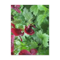 No higher resolution available. GeraniumFlowerUnfu